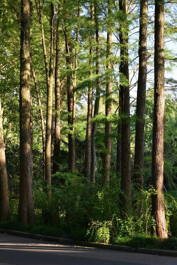 国庆中秋双节出行安全提示_国庆节高速免费通行时间_出行提示